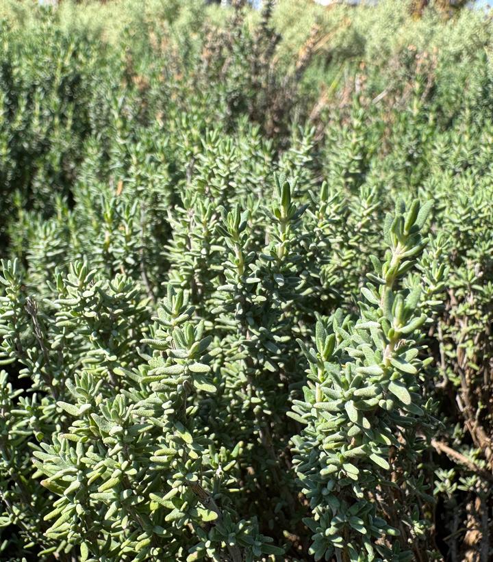 Thyme German Winter