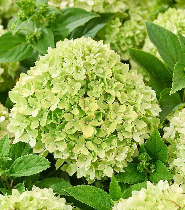 Hydrangea paniculata Groundbreaker® Greeny™