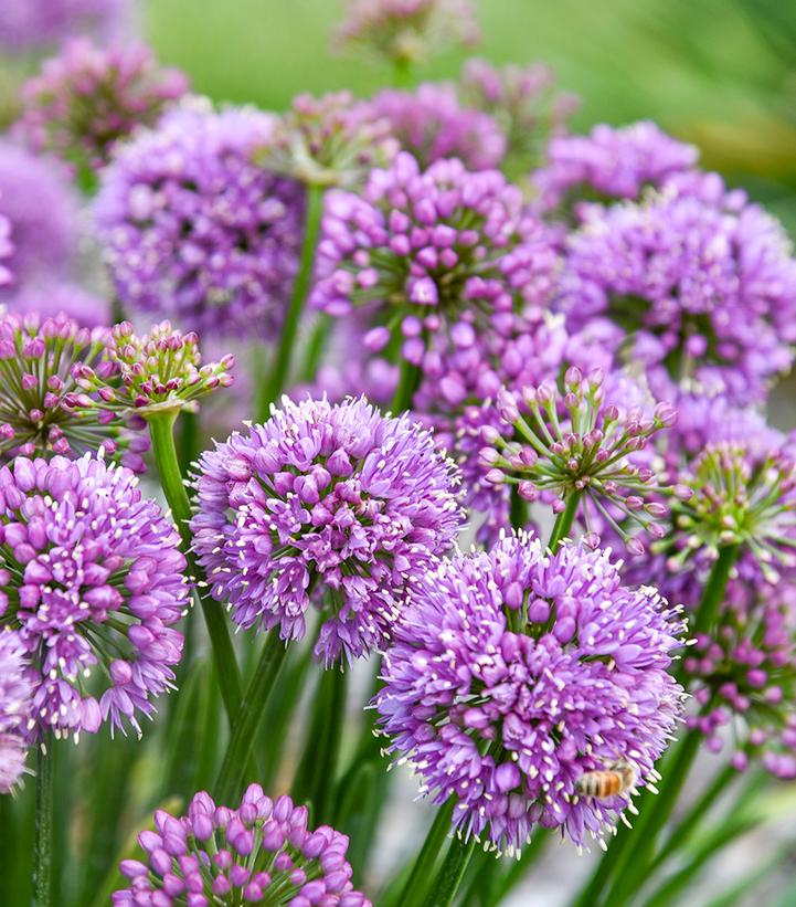 Allium 'Poms Away'