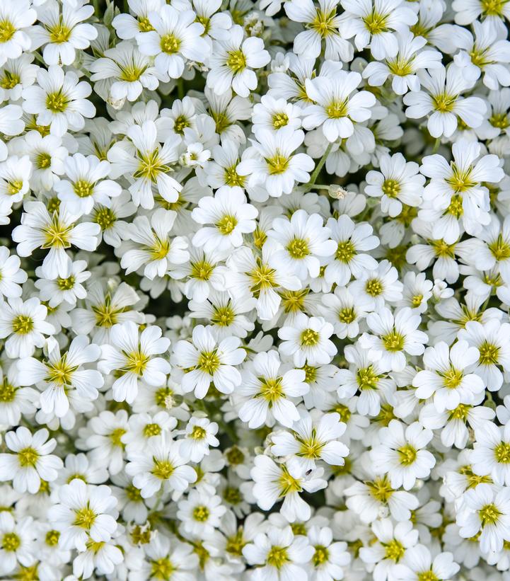 Cerastium tomentosum 'Cloud Cover'