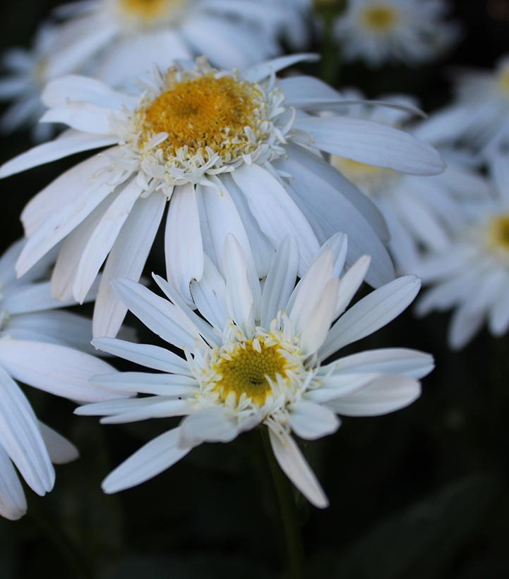 Leucanthemum maximum Sweet Daisy™ Birdy