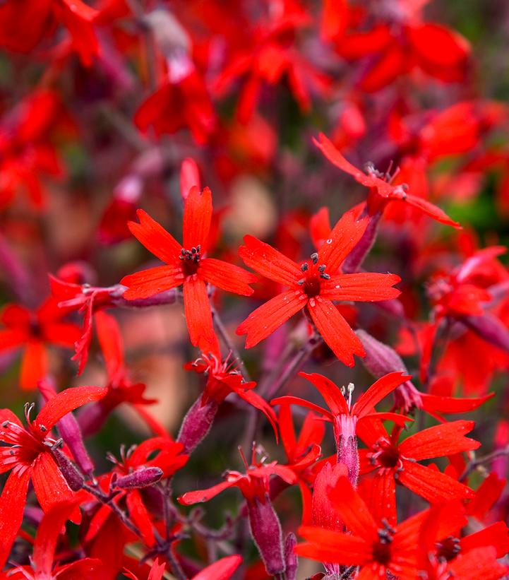 Silene virginica 'Jackson Valentine'