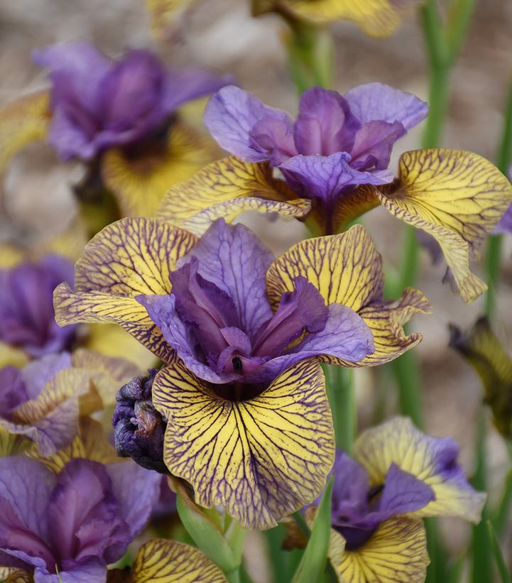 Iris sibirica 'Purring Tiger'