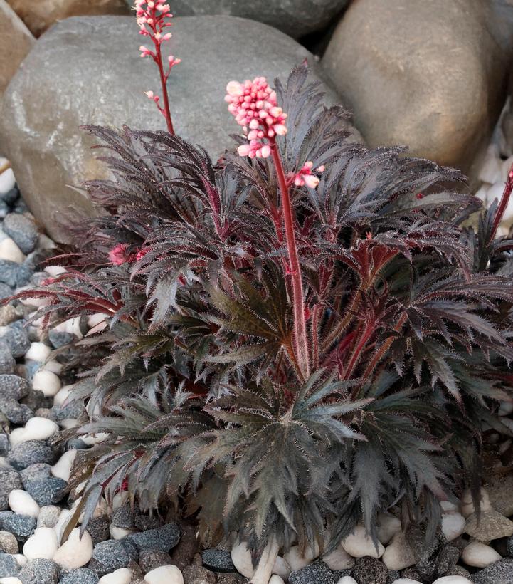 Heuchera FYRE WING® 'Jet'