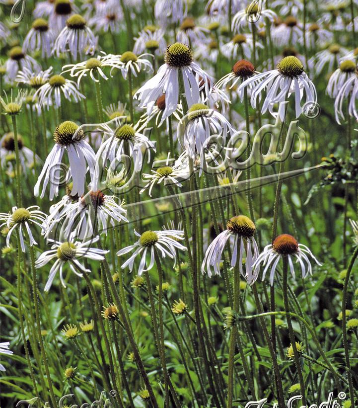 Echinacea pallida 'Hula Dancer'