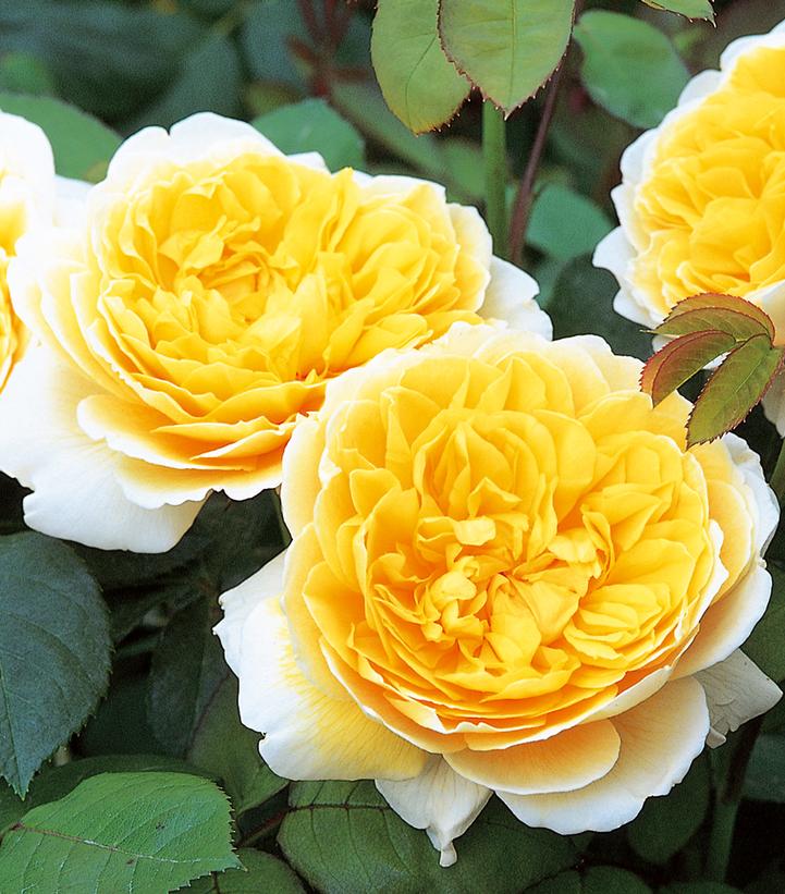 Rosa 'Charlotte™' Charlotte™® English Rose from Prides Corner Farms