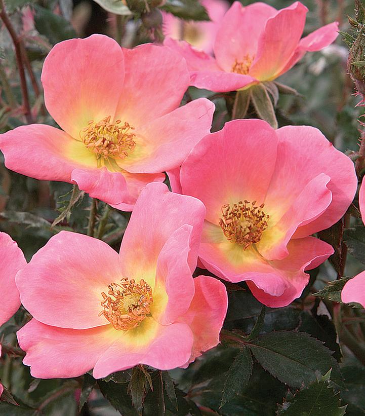 Rosa 'Rainbow Knock Out®' Rainbow Knock Out® Rose from Prides Corner Farms