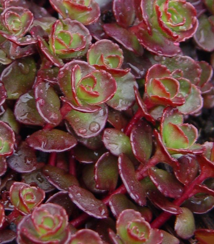 Sedum spurium Blaze Blaze Creeping Sedum from Prides Corner Farms