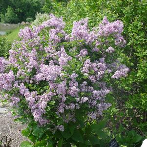 Syringa Meyeri Palibin Tree Form Dwarf Korean Lilac From Prides