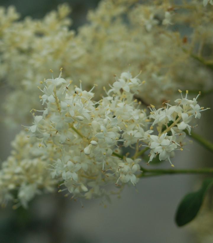 Syringa reticulata Snowdance Snowdance Japanese Tree Lilac from Prides