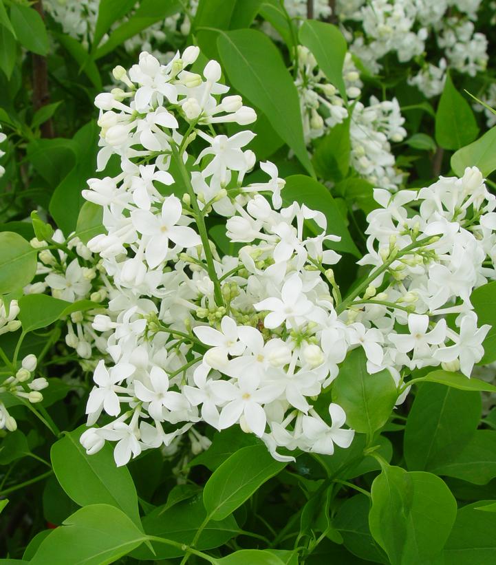 Syringa X hyacinthiflora Mount Baker Mount Baker Lilac from Prides ...