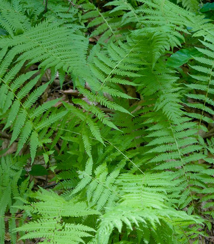 Thelypteris noveboracensis 