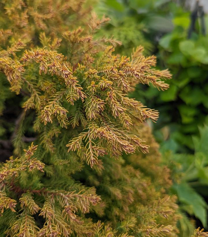 Thuja occidentalis Rheingold