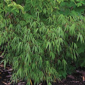Bamboo fargesia Scabrida