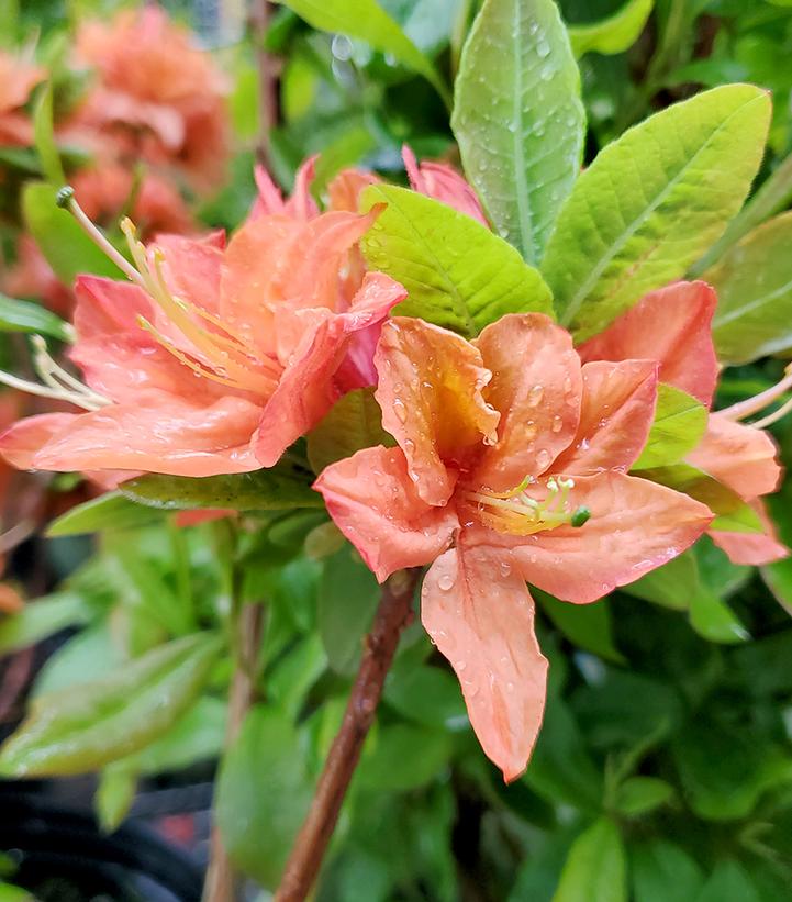 Azalea Northern Lights 'Mandarin Lights'