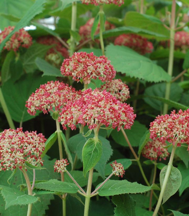 Hydrangea arborescens Invincibelle® Spirit