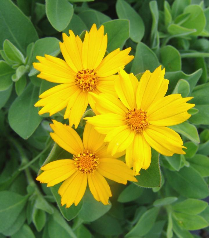 Coreopsis Sunshine Superman Sunshine Superman Star Tickseed from Prides ...