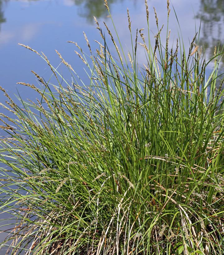 Carex stricta 