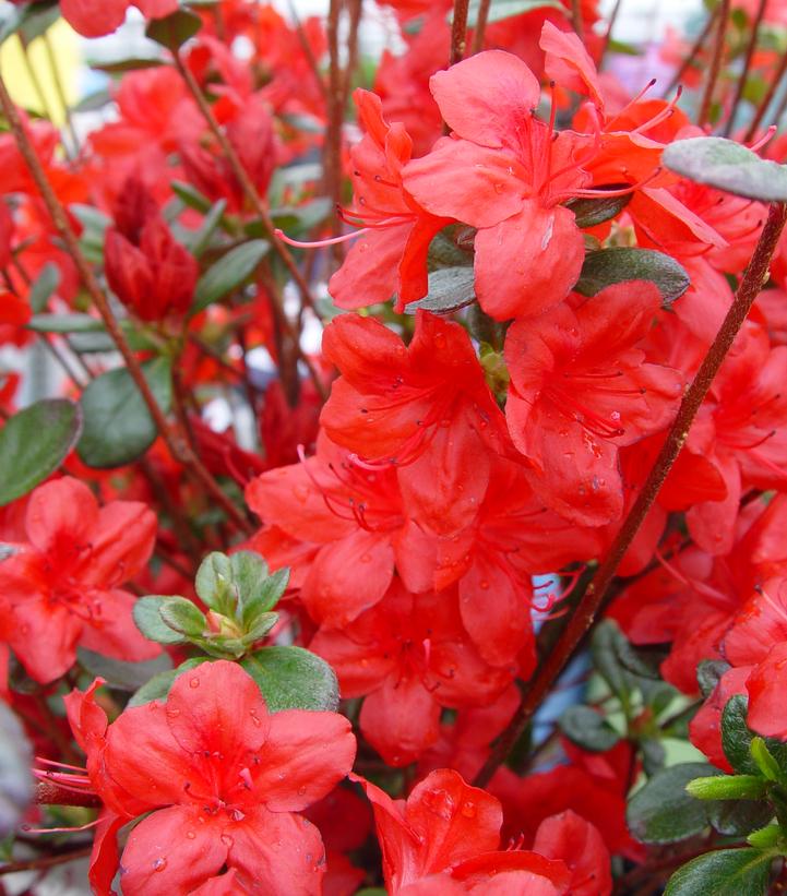 Azalea 'Stewartstonian'