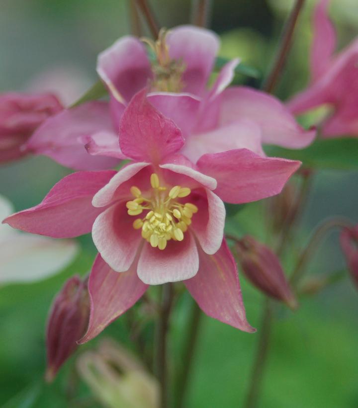 Aquilegia 'Biedermeir'