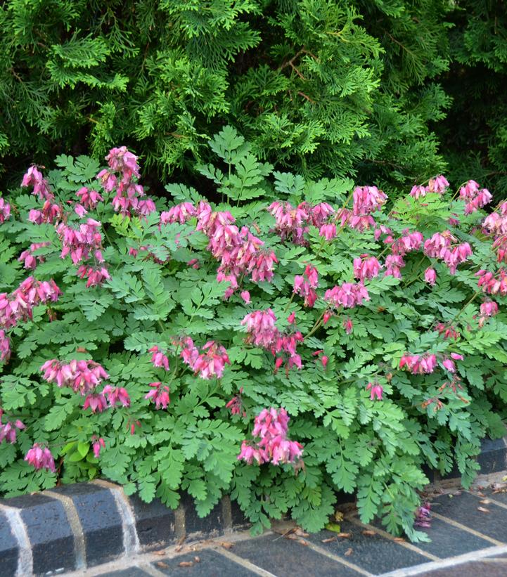 Dicentra formosa 'Luxuriant' Luxuriant Bleeding Heart from Prides
