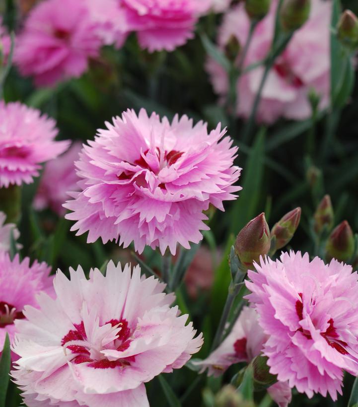 Dianthus x Everlast™ 'Lavender w/Eye'