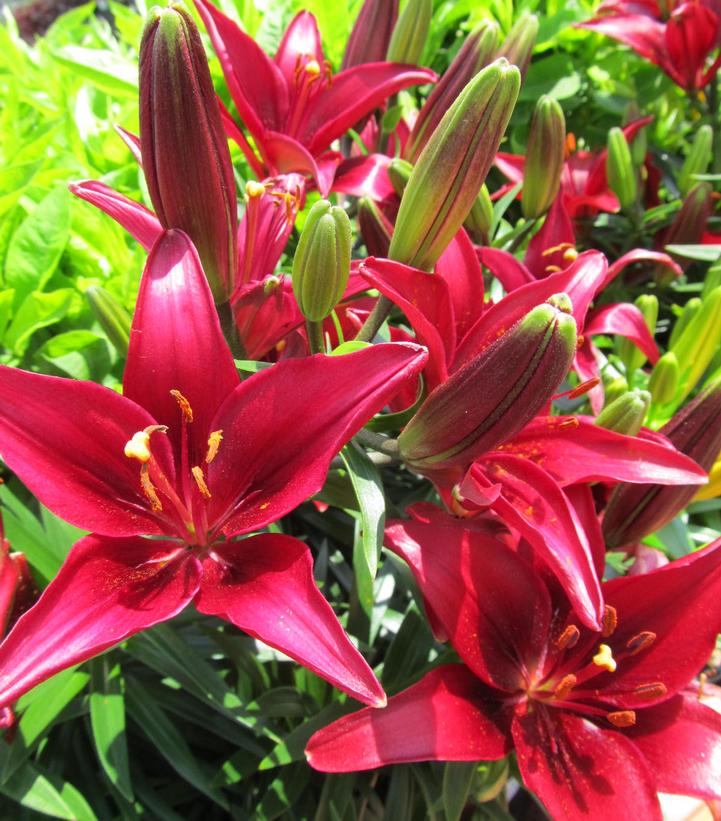 Lilium 'Tiny Ghost' Ghost Dwarf Asiatic Lily from Prides Corner Farms