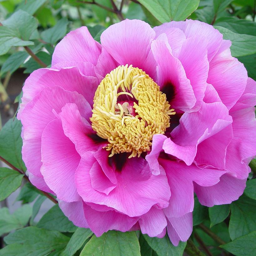 Paeonia suffruticosa 'Lavender' Lavender Tree Peony from Prides Corner