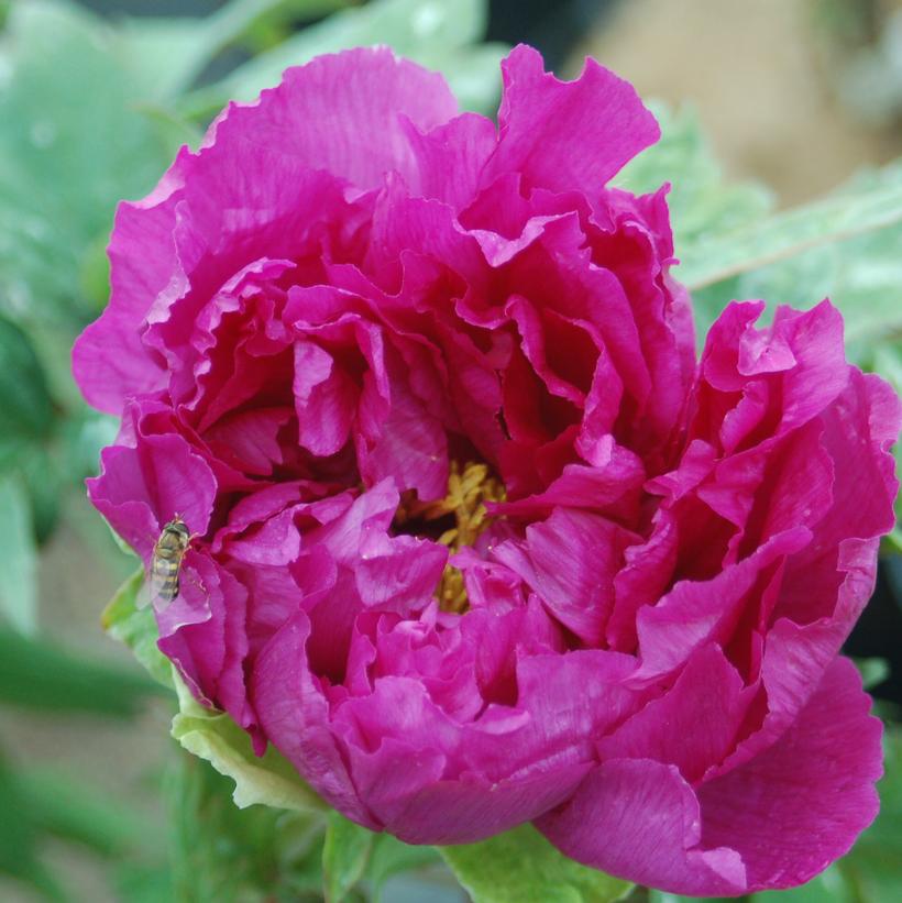 Paeonia suffruticosa 'Purple Tree' PURPLE TREE PEONY from Prides Corner