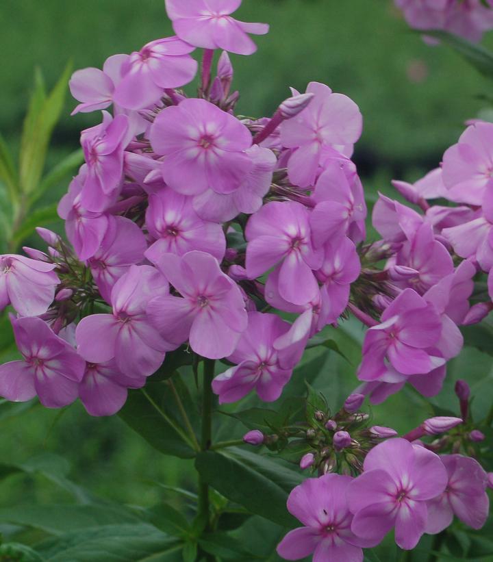 Phlox Paniculata David's Lavender