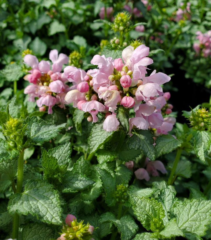Lamium Maculatum Pink Pewter Pink Pewter Spotted Dead Nettle From Lamium Maculatum Pink Pewter Pink Pewter Spotted Dead Nettle From