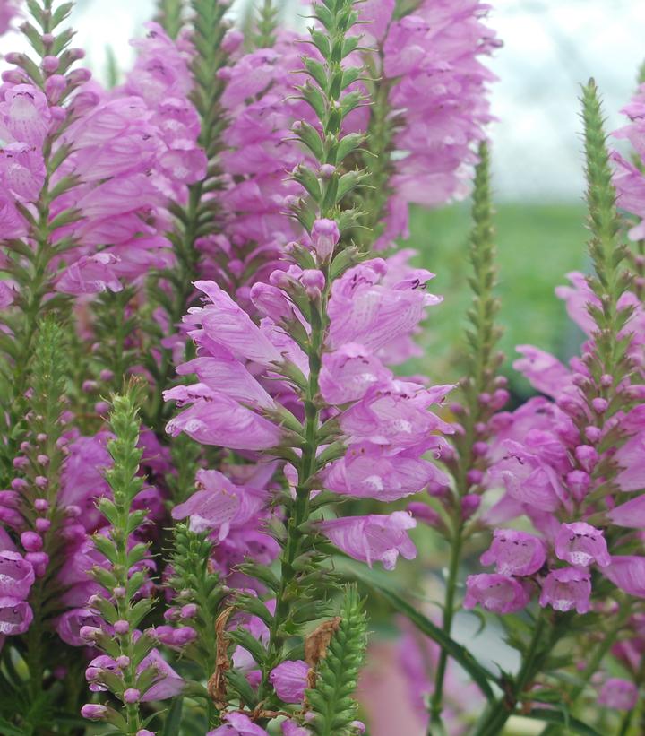 Physostegia vir. 'Vivid' Vivid Obedient Plant from Prides Corner Farms
