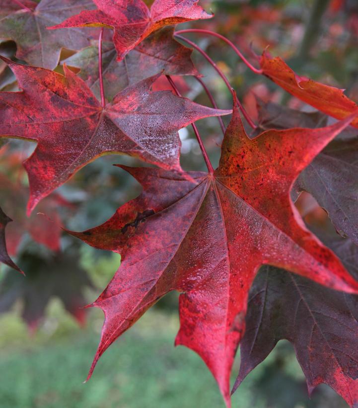 Acer platanoides x truncatum Crimson Sunset®