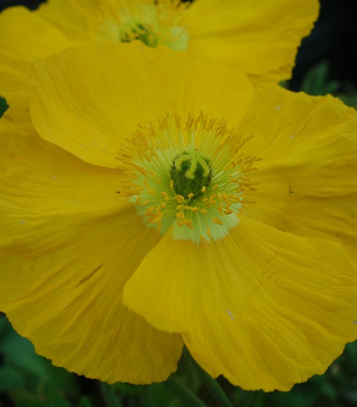 Papaver nudicaule ''Spring Fever Yellow'' Spring Fever Yellow Iceland ...