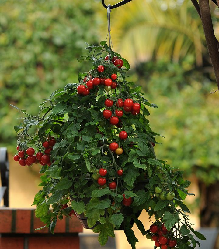 Tomato Topsy Tom Topsy Tom Hanging/Patio Tomato from 