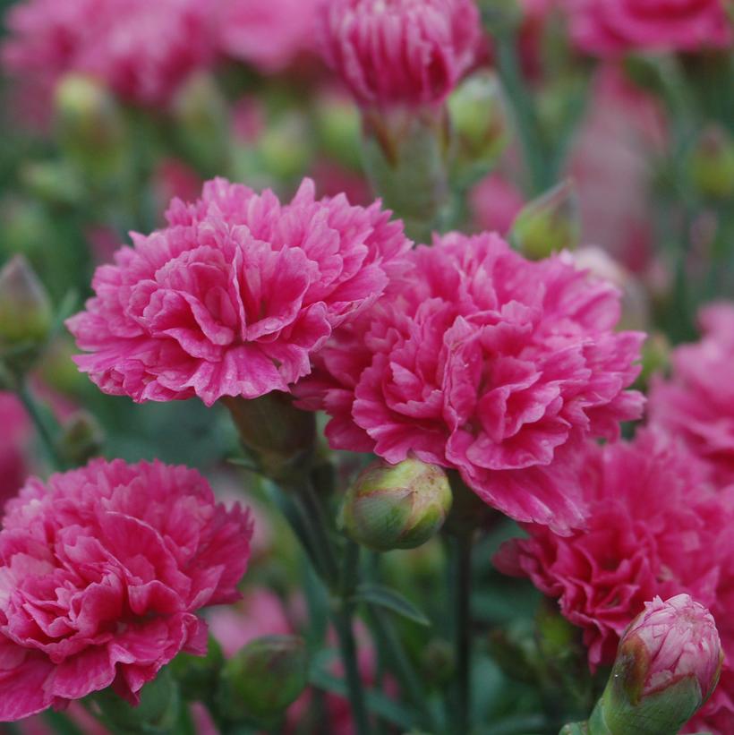 Dianthus 'Sherbet' Early Birds™ Sherbet Pinks from Prides Corner Farms