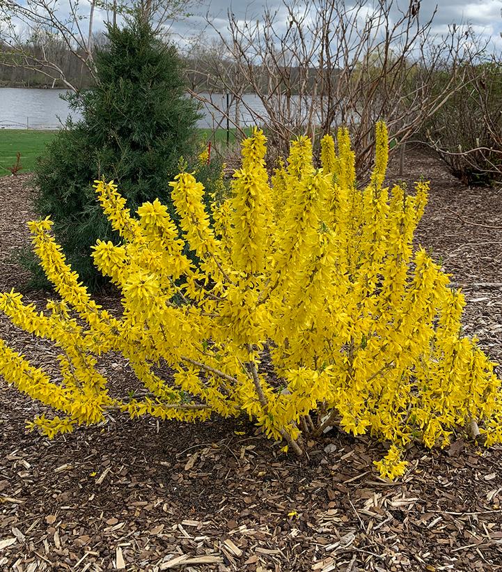 Forsythia Show Off® Sugar Baby®