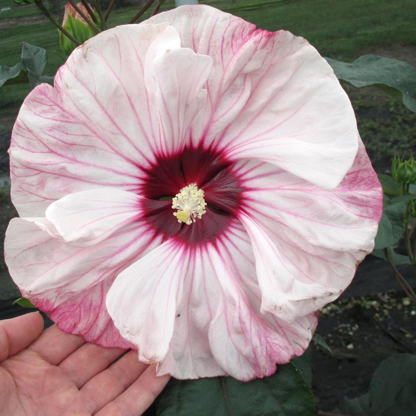 Hibiscus hybrid 'Summerific® Cherry Cheesecake' Summerific® Cherry