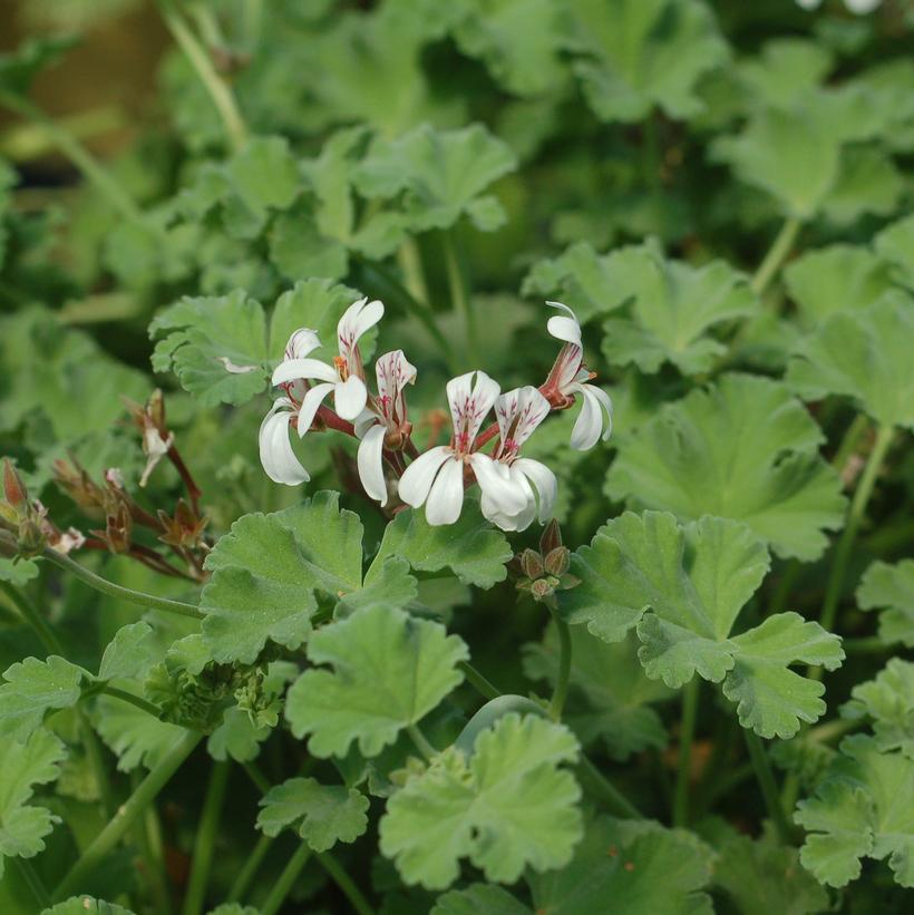 Pelargonium odoratissimum 'Apple' Apple Scented Geranium from Prides