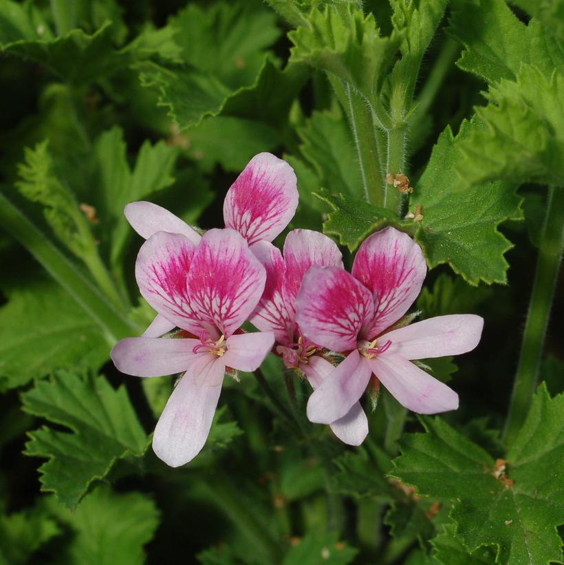 Pelargonium Strawberry Strawberry Scented Geranium from Prides Corner Farms