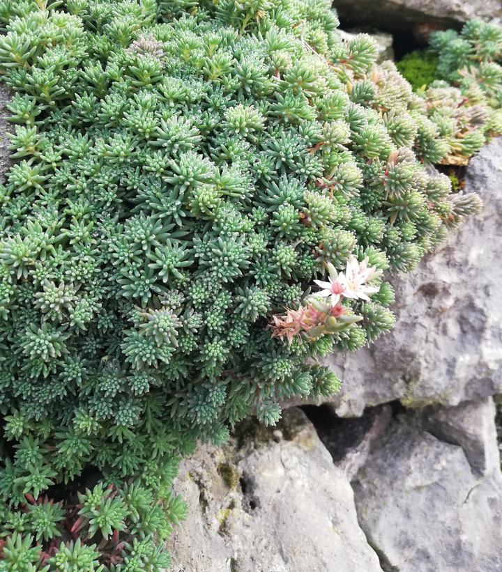 Sedum hispanicum 