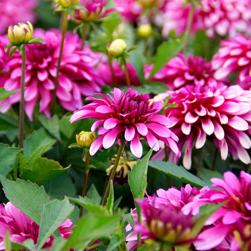 Dahlia ''Gallery Art Nouveau'' Gallery Art Nouveau Dahlia from Prides