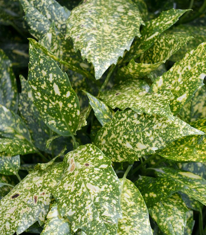 Aucuba japonica 'Variegata'