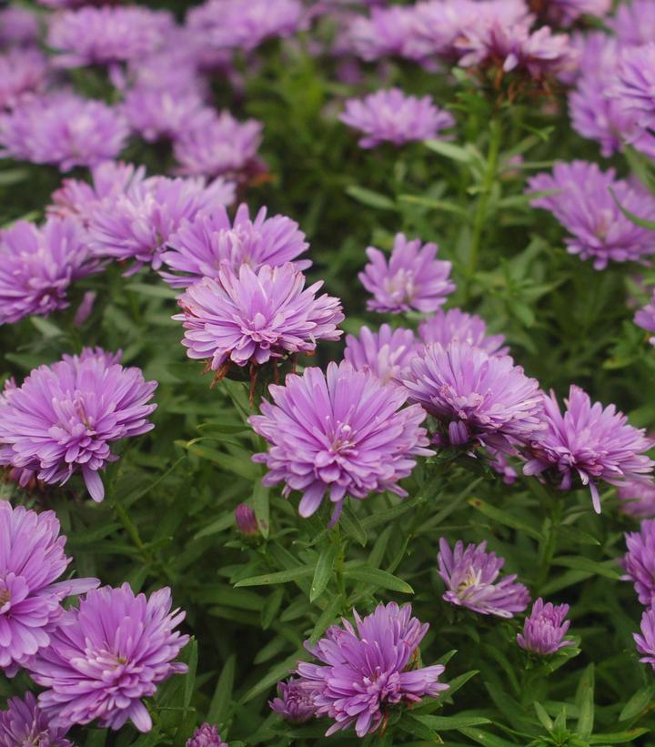 Aster novi-belgii Henry™ I Blue