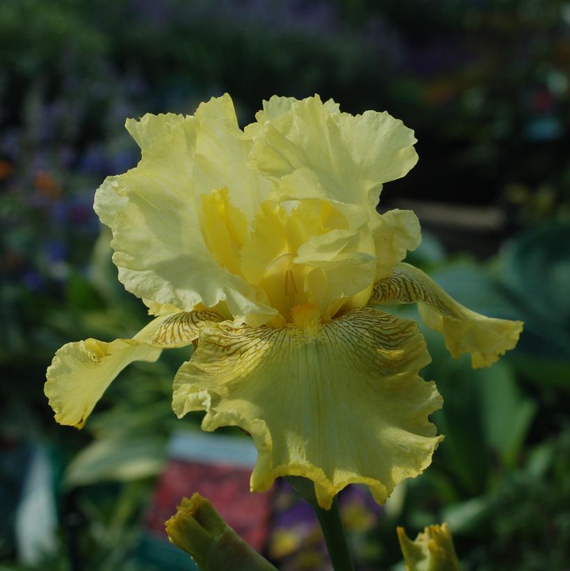 Iris germanica Harvest of Memories