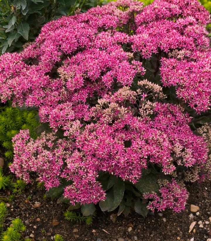 Sedum spectabilis 'Mr. Goodbud' Mr. Goodbud Stonecrop from Prides