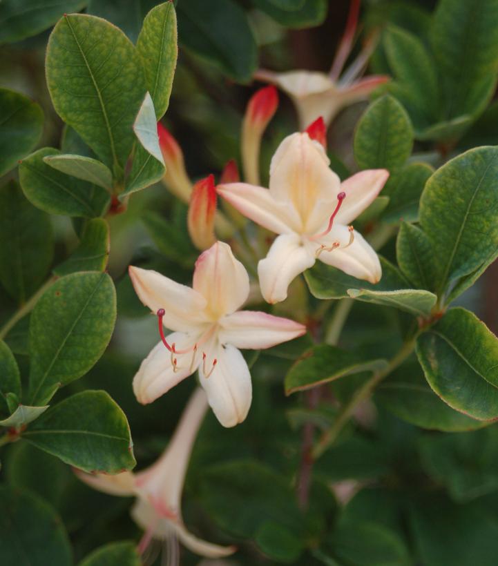 Azalea viscosum 'Lemon Drop'