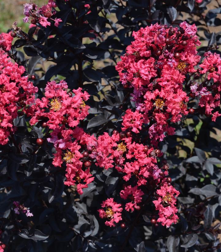 Lagerstroemia Midnight Magic™ Midnight Magic™ Crape Myrtle from Prides Corner Farms