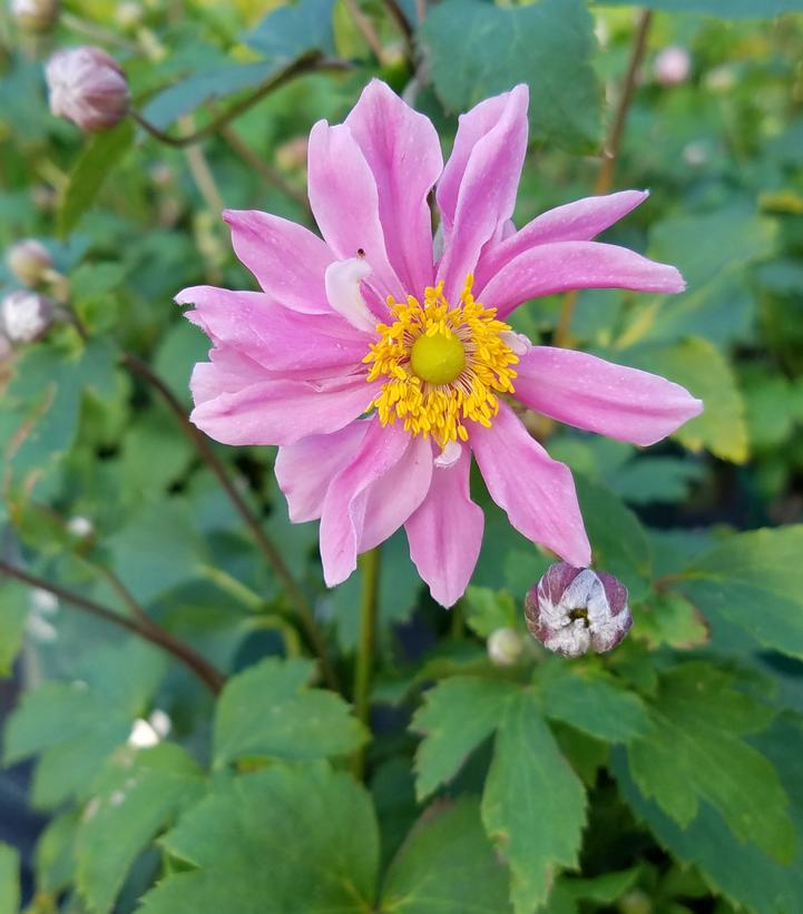 Anemone Fantasy 'Pocahontas'