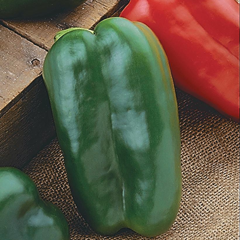 Pepper Big Bertha Big Bertha Sweet Pepper from Prides Corner Farms